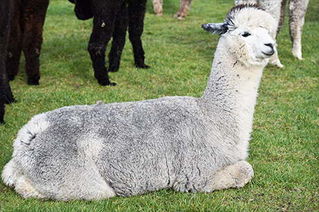 Mourne Alpaca Belfast - Knitting Tours of Ireland and Northern Ireland