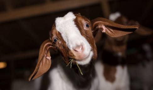 Claddach Farm, Smiley Goat - Knitting Tour Of Scotland