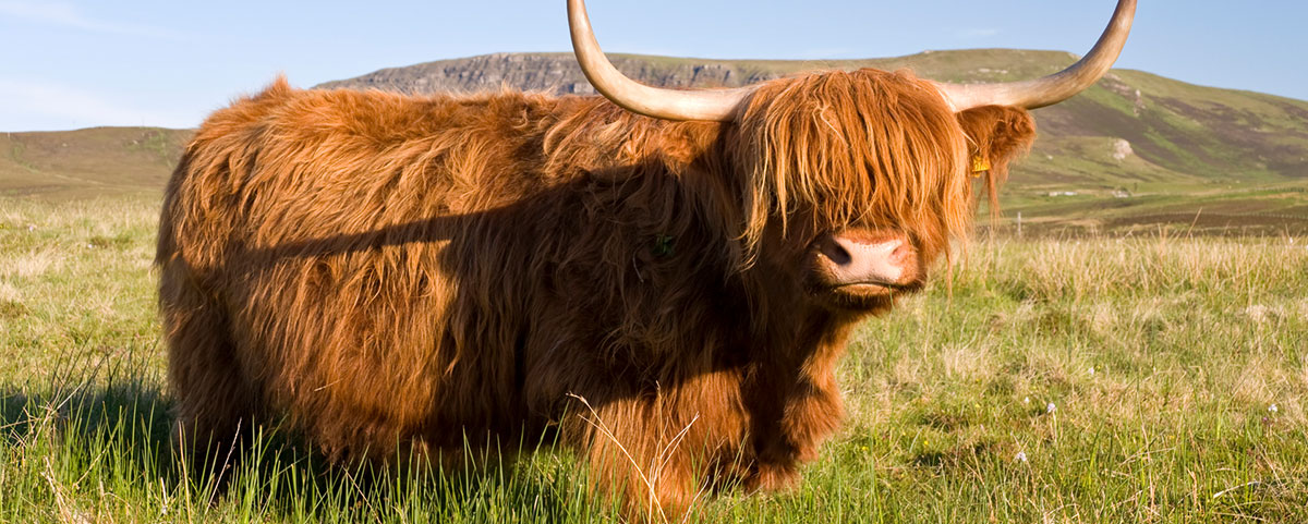 Highland Cow - Knitting Tour Of Scotland