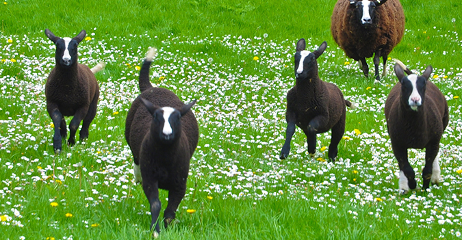 Kilkenny Zwartables Farm- Kerry & Kilkenny Irish Knitting and Craft Tour