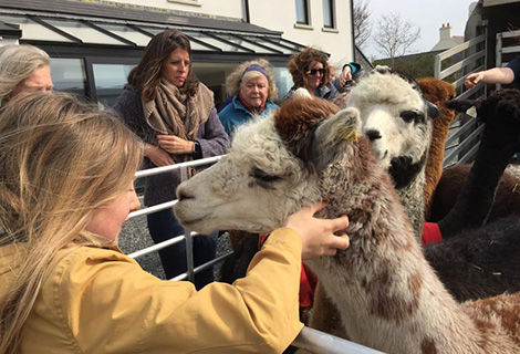 Mourne Alpaca Belfast - Knitting Tours of Ireland and Northern Ireland