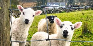 Sheep