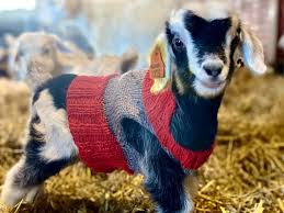 Goat in a knitted sweater