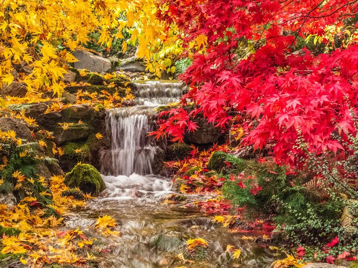 Waterfall, river, flowers