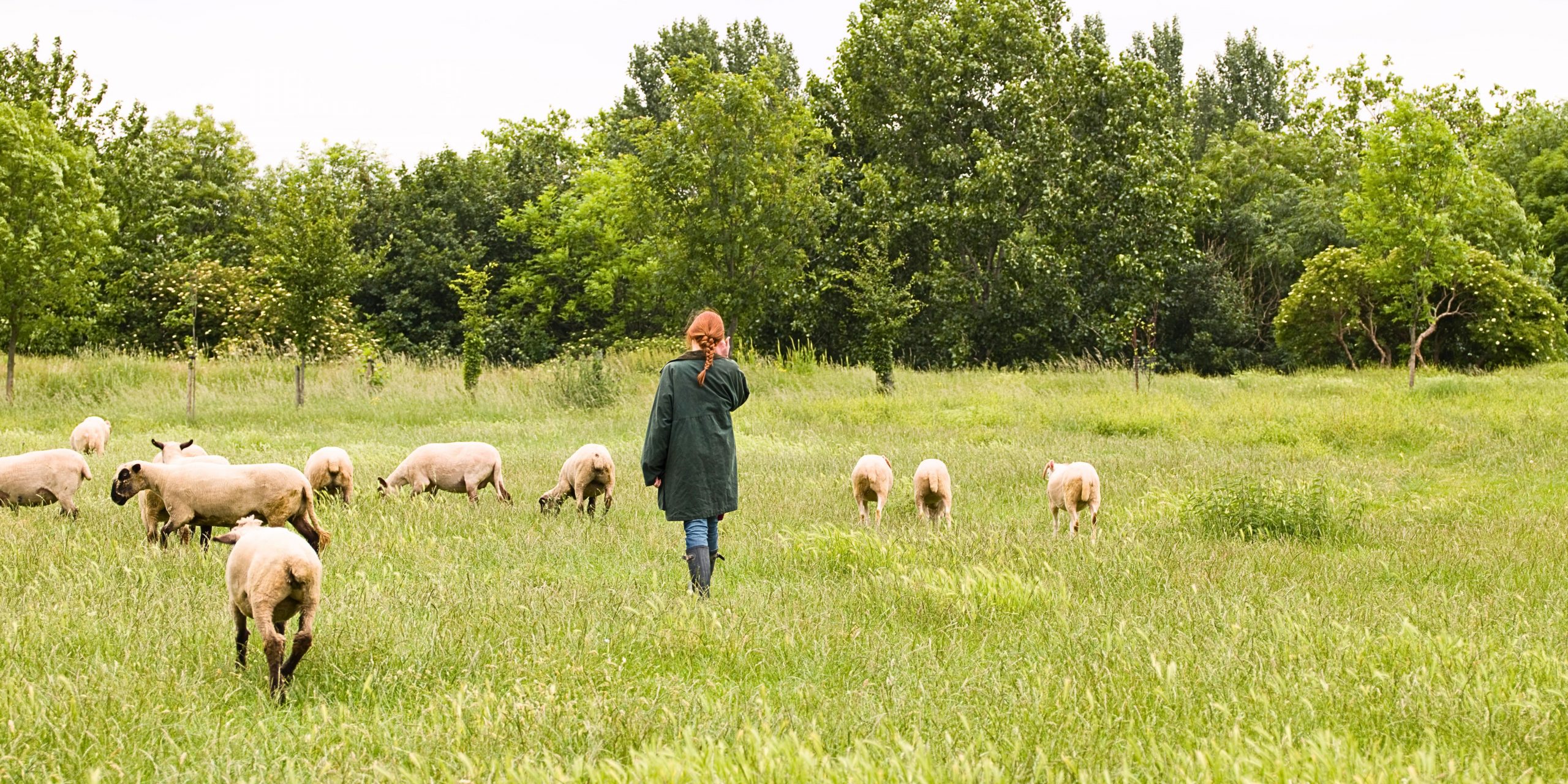 Woman herding sheep in a field