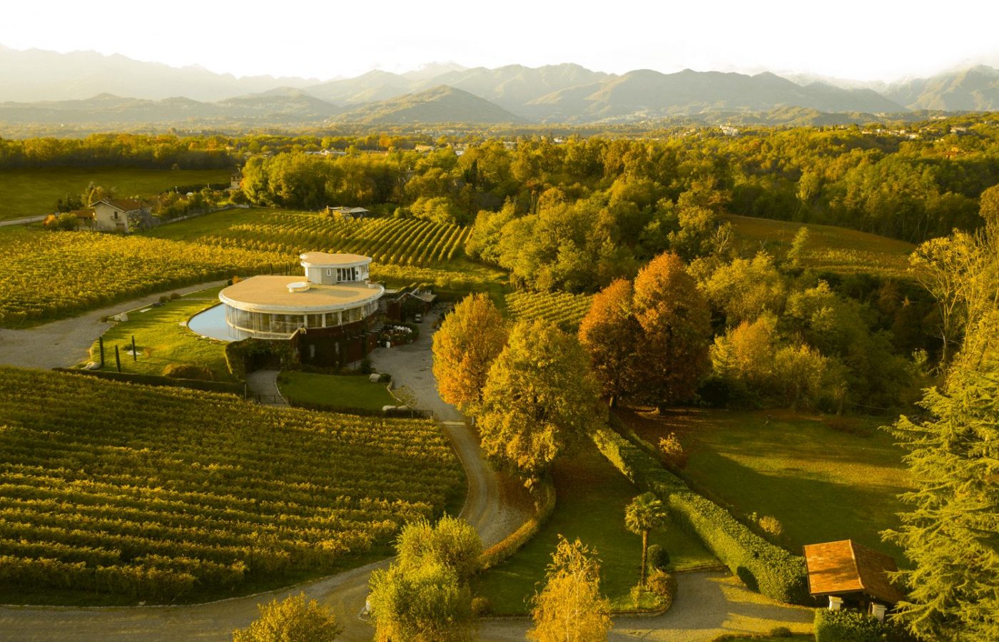 Vineyard Italy
