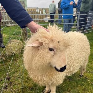 Sheep being petted