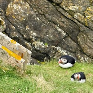 Puffins
