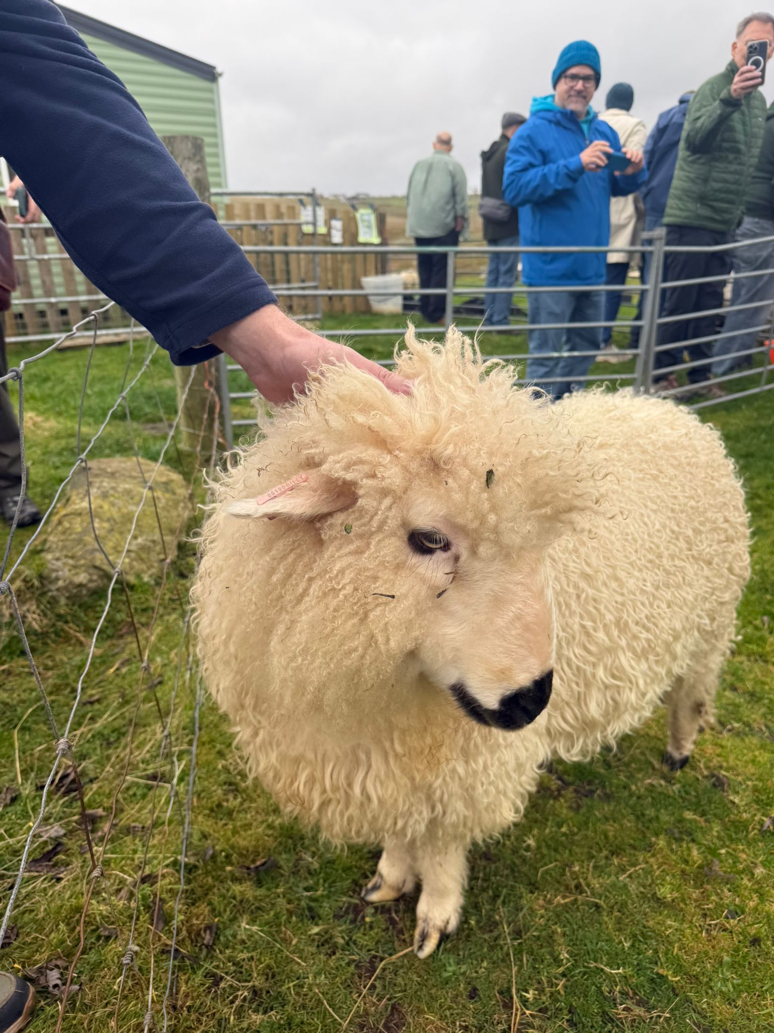 Cute sheep