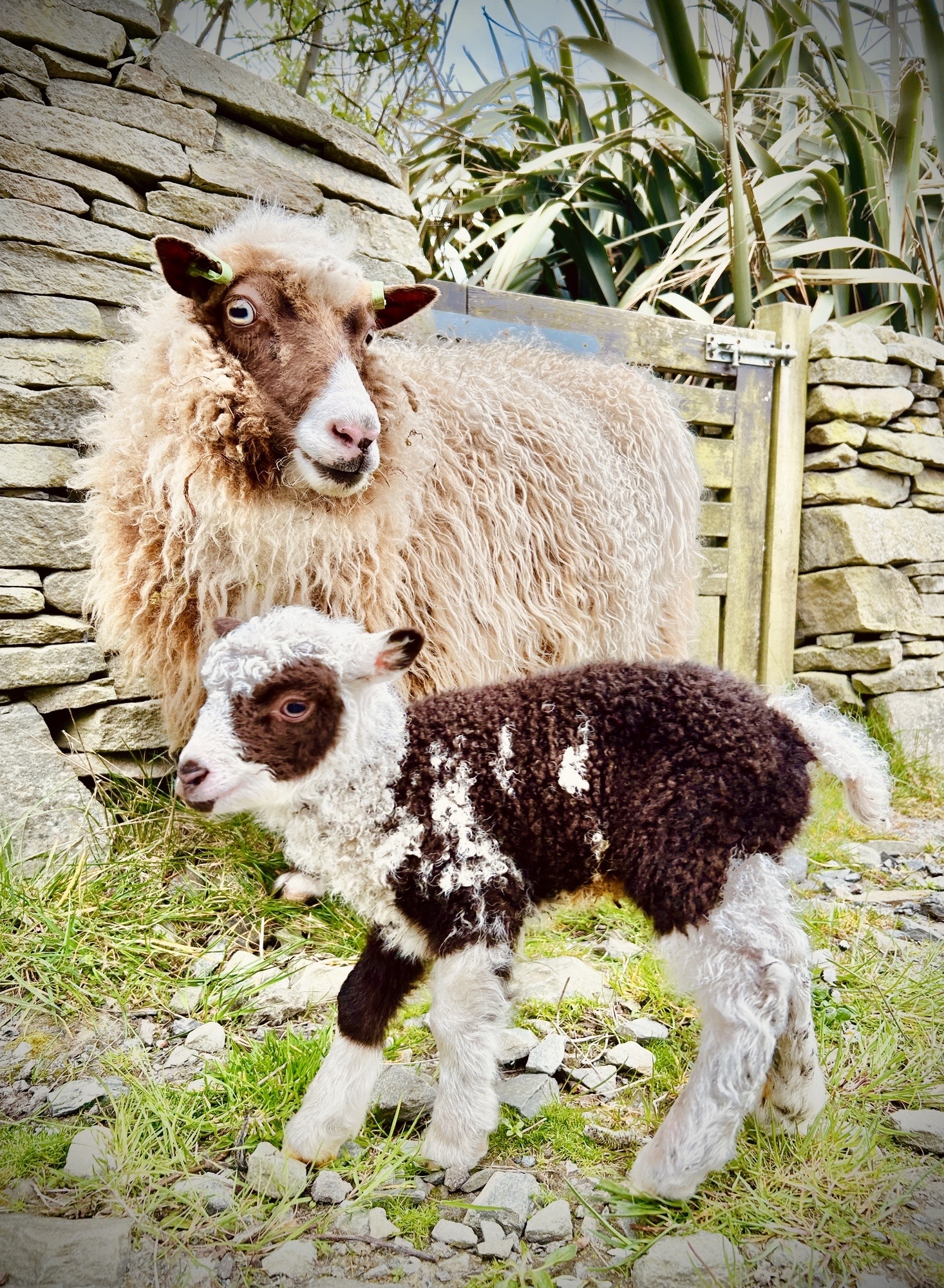 Sheep