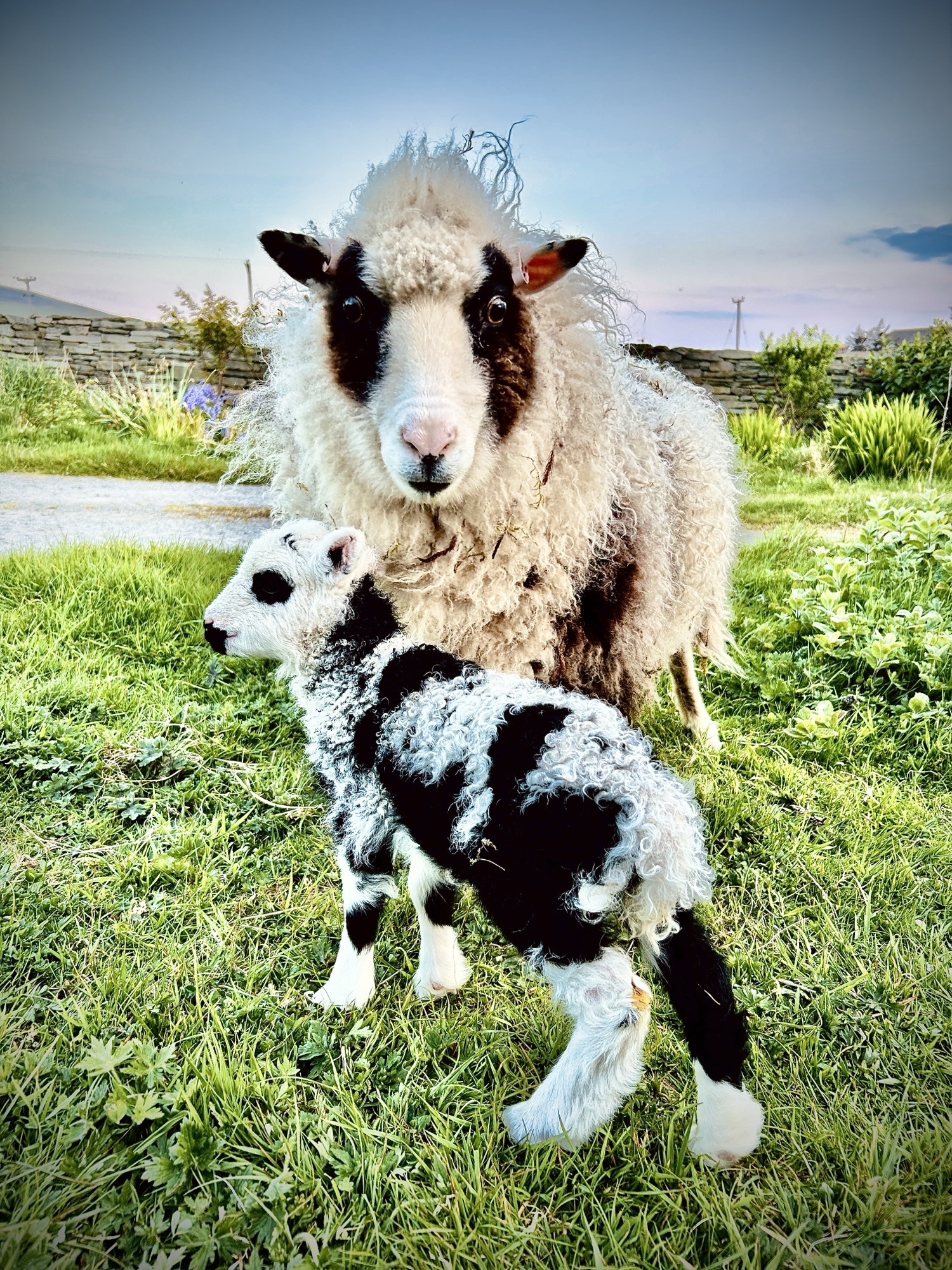 Sheep and lamb close up