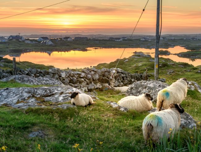 Four sheep graze on a rocky hillside overlooking a tranquil lake at sunset on the Aran Islands, with traditional stone walls, scattered cottages and a glowing orange sky reflecting on the water.
