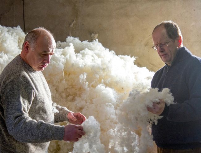 Two men in sweaters inspect and hold handfuls of loose, fluffy white raw wool in front of a massive pile of wool.